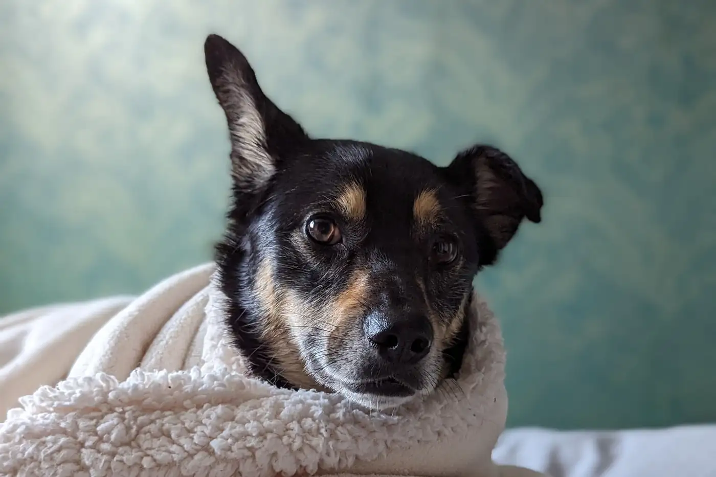 Zelda, a small black-and-tan dog, snuggled into a cream fleece blanket